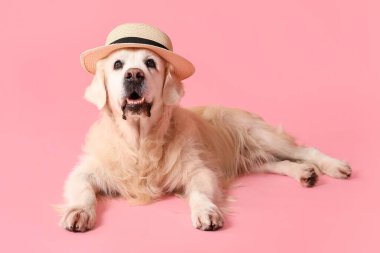 Pembe arka planda şapkalı sevimli Golden Retriever.