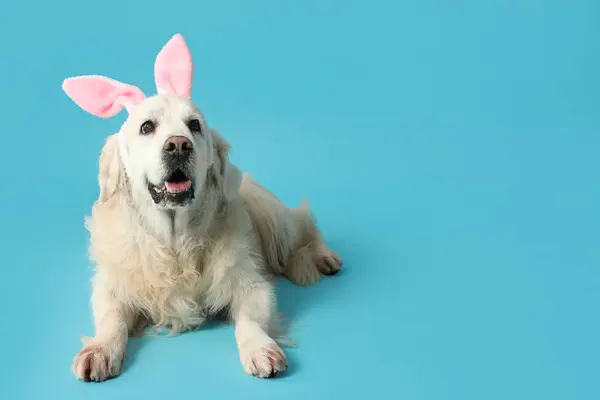 可爱的金毛猎犬 长着蓝色背景的小兔子耳朵 — 图库照片