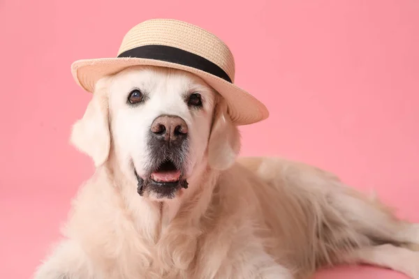 Adorable golden retriever in hat on pink background