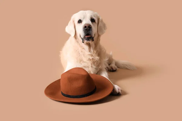Adorable golden retriever with hat on beige background