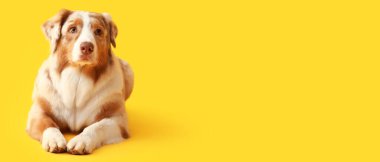 Sarı arka planda tatlı bir Avustralyalı çoban köpeği yatıyor.