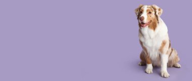 Tatlı Avustralyalı çoban köpeği eflatun arka planda ve metin için yeri var.