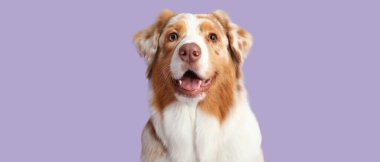 Leylak arka planında şirin bir Avustralya çoban köpeği.