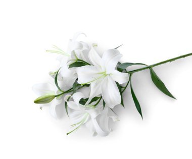 Beyaz arka planda güzel zambak çiçekleri