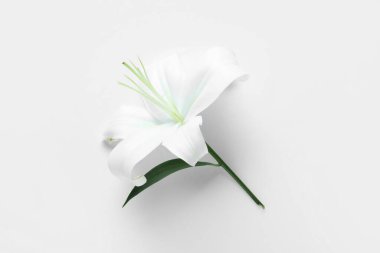 Beyaz arka planda güzel zambak çiçeği