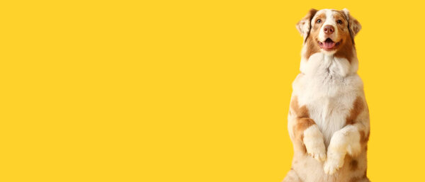 Симпатичная австралийская овчарка на желтом фоне с пространством для текста