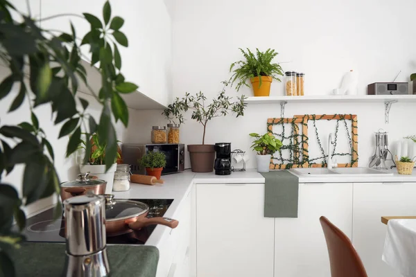 Interior of kitchen with green plants and counters