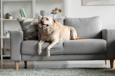 Şirin Labrador köpeği evdeki gri kanepede yatıyor.