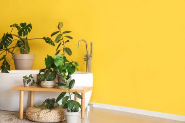 Küvet ve ahşap bankta sarı duvarın yanında farklı bitkiler var.