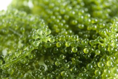 Arkaplan olarak sağlıklı deniz yosunu, yakın plan