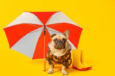 Sarı arka planda çizmeleri ve şemsiyesi olan yağmurluk giymiş şirin bir Fransız bulldog.