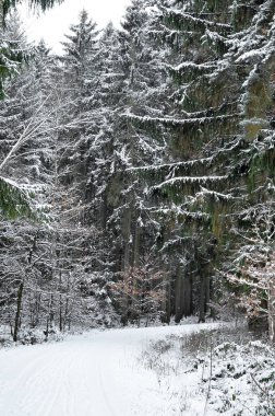 Kış günü parkta karla kaplı ağaçlar