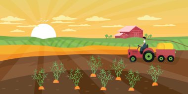 Growing carrots and farmer with tractor at farm