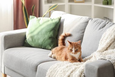 Evdeki gri kanepede yatan komik kedi.