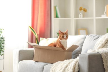 Evdeki kanepede karton kutudaki komik kedi.