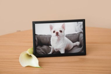 Frame with picture of dog and calla lily on wooden table near color wall. Pet funeral