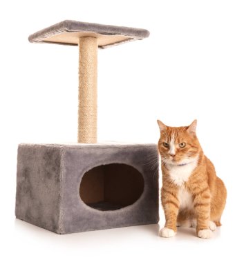 Beyaz arka planda tırmalayan sevimli bir kedi.