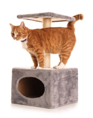 Beyaz arka planda tırmalayan sevimli kedi.