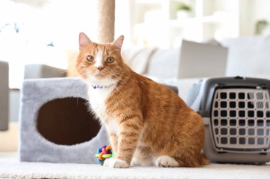 Şirin bir kedi ve evde tırmalama yeri var.