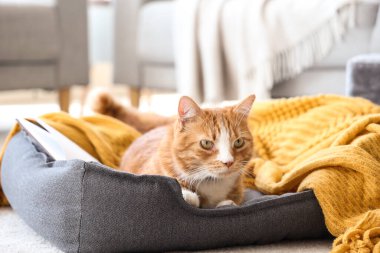 Evcil hayvan yatağında yatan sevimli kedi.
