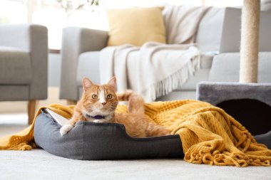 Evcil hayvan yatağında yatan sevimli kedi.