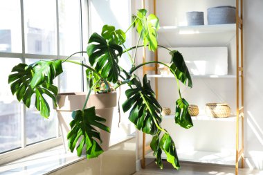 Monstera plant on windowsill in light room