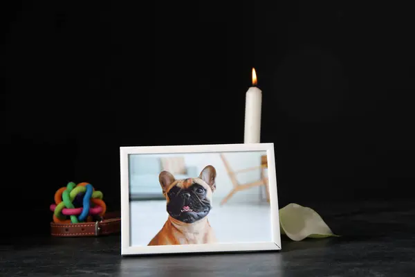 Frame with picture of dog, accessories and burning candle on dark background. Pet funeral