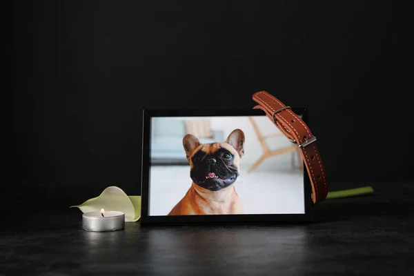 Frame with picture of dog, collar and burning candle on dark background. Pet funeral