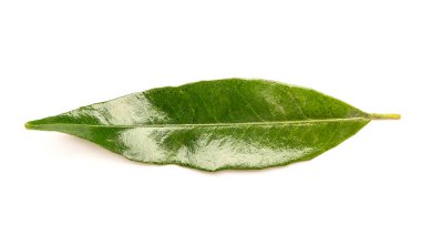 Tangerine leaf on white background