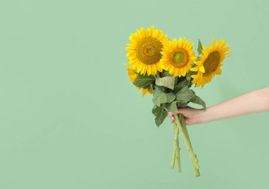 Female hand with beautiful sunflowers on green background