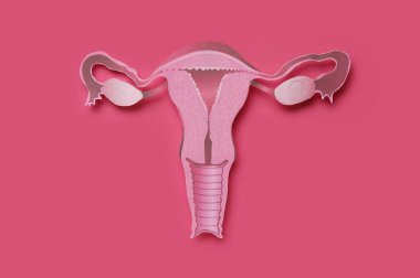 Paper uterus on pink background