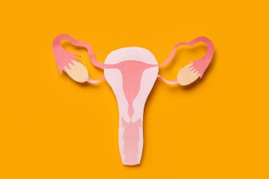 Paper uterus on orange background