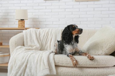 Tatlı cocker spaniel oturma odasında beyaz kanepede yatıyor.