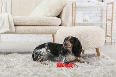 Tatlı cocker spaniel oyuncağıyla oturma odasında pofuduk halıda yatıyor.