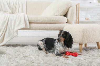 Cute cocker spaniel with toy lying on fluffy carpet in living room clipart