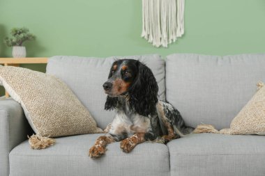 Tatlı cocker spaniel oturma odasındaki gri kanepede yatıyor.