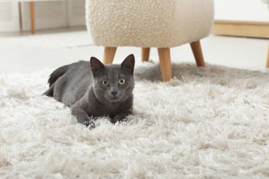 Evdeki oturma odasında halıya uzanmış sevimli İngiliz kedisi.