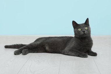 Mavi duvarın yanında yerde yatan sevimli İngiliz kedisi