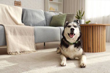 Oturma odasında halıya uzanmış şirin Husky köpeği.