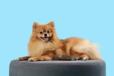 Cute Pomeranian spitz lying on chair against blue background