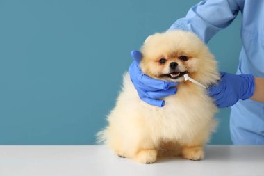Veterinarian brushing Pomeranian dog's teeth on blue background