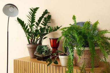 Green plants with drum on commode near beige wall