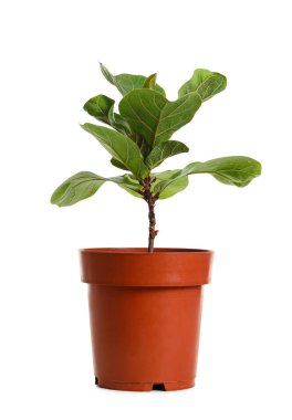 Ficus plant in pot on white background