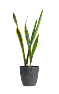 Pot with Dracaena on white background