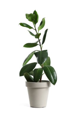 Pot with Ficus Benjamina on white background