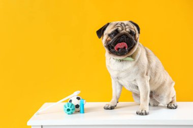 Cute pug dog with toothbrushes and balls on table against yellow background