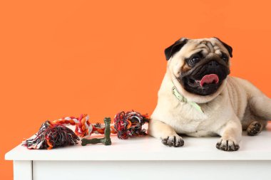 Cute pug dog with snacks and toys on table against orange background