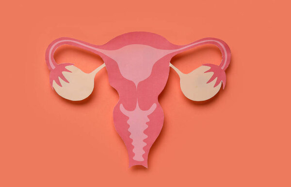 Paper uterus on orange background