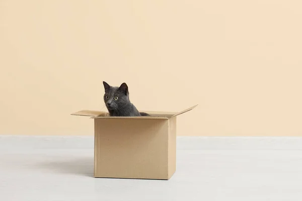 Cute British cat sitting in box on floor near beige wall