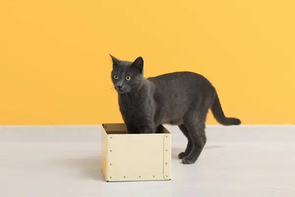 Cute British cat with box on floor near yellow wall